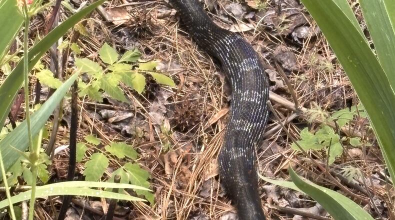 This gray rat snake is doing his part to remove chipmunks from a flower garden. The chipmunks were digging holes that dried out the flower roots. (Courtesy of Robert Reeves)