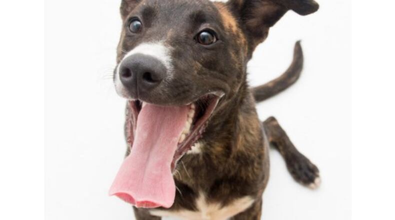 DeKalb Animal Shelter grand opening set for July 26. CONTRIBUTED