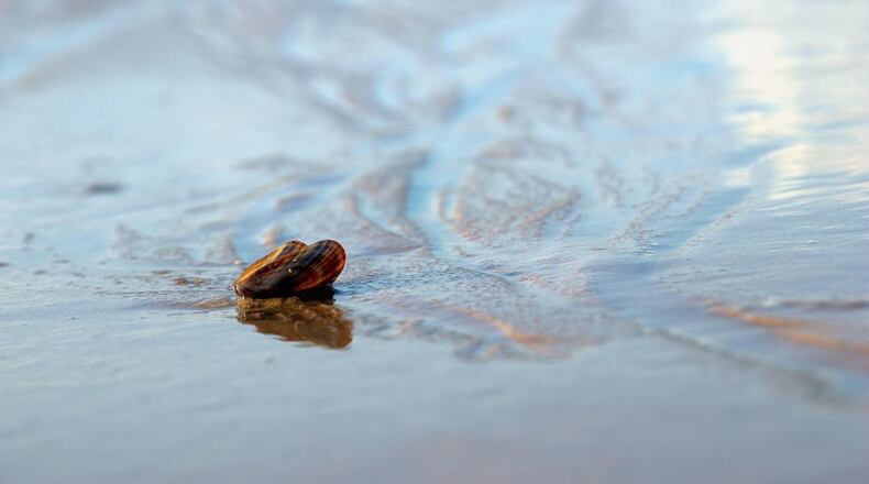 Scientists have discovered mussels are contaminated with opioids in Puget Sound. “It’s telling me there's a lot of people taking oxycodone in the Puget Sound area," a biologist with the Washington Department of Fish and Wildlife said.