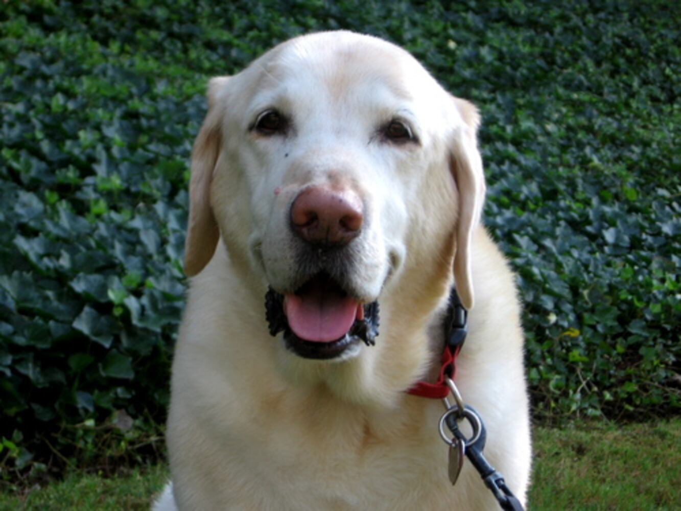 Atlanta's Top Dogs: Labrador Retrievers