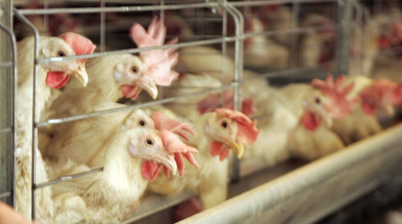 Farmers are taking strict precautions to protect their flocks against the avian flu, which has killed an estimated 47 million chickens in the U.S. Jim Witmer / Dayton Daily News