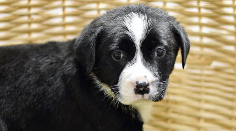 Vouchers to get pets vaccinated for rabies are available to financially stressed Cherokee County residents through a “Virtual Rabies Clinic.” CHEROKEE COUNTY ANIMAL SHELTER