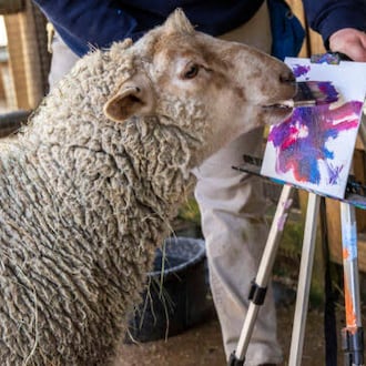 Meet a goat or sheep and take home their work of art at Zoo Atlanta’s Wild Encounter: Petting Zoo Painters on Saturday, July 18. (Courtesy of Zoo Atlanta)