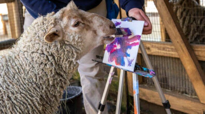 Meet a goat or sheep and take home their work of art at Zoo Atlanta’s Wild Encounter: Petting Zoo Painters on Saturday, July 18. (Courtesy of Zoo Atlanta)