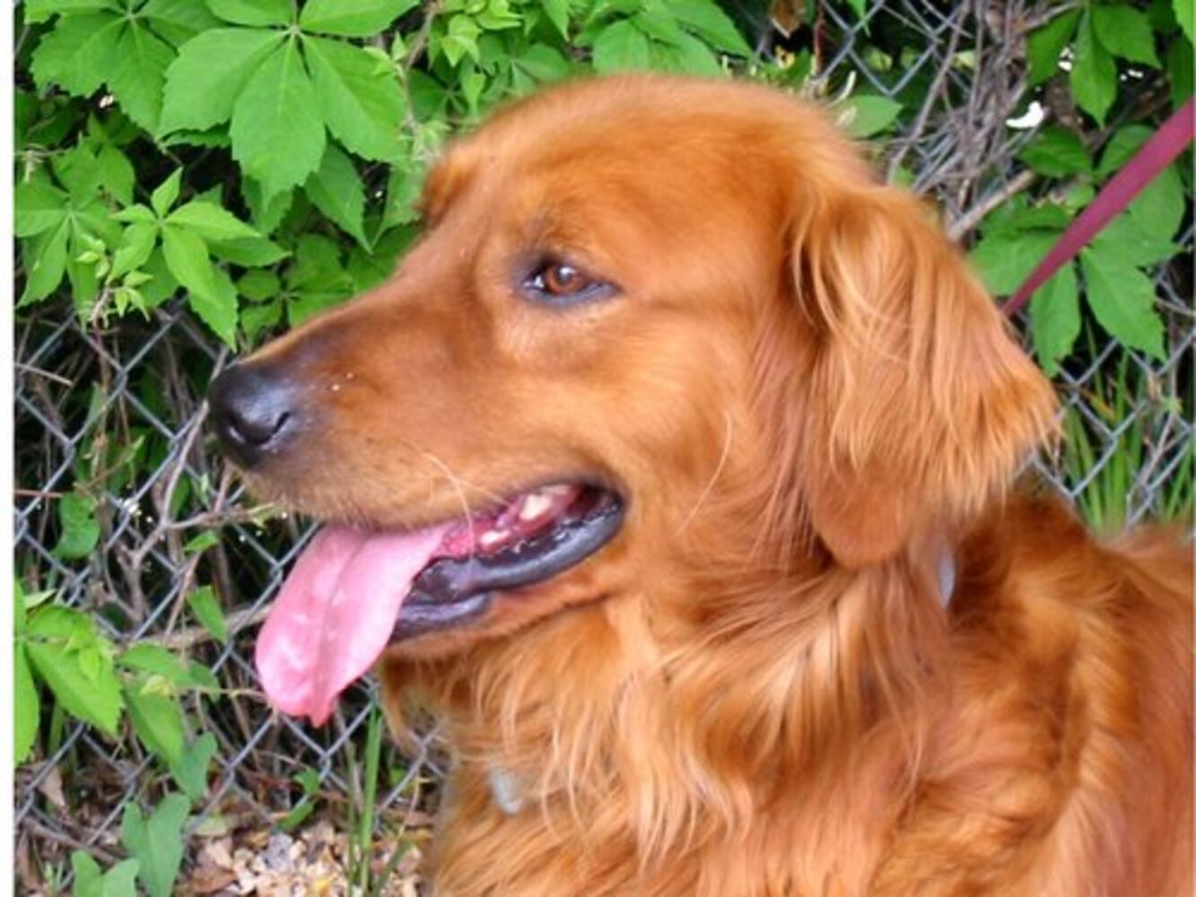 Atlanta's Top Dogs: 2. Golden Retrievers