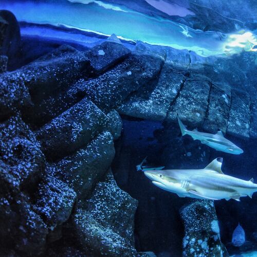 In this undated handout photo provided by Heinrich Heine University Duesseldorf in January 2026, a blacktip reef shark swims at Sealife Oberhausen in Oberhausen, Germany. (Maximilian Baum/Heinrich Heine University Duesseldorf via AP)