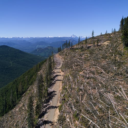 Logged trees lie in a section of the Prince of Wales Range near Campbell River, British Columbia, Sunday, May 31, 2026. (AP Photo/Annika Hammerschlag)