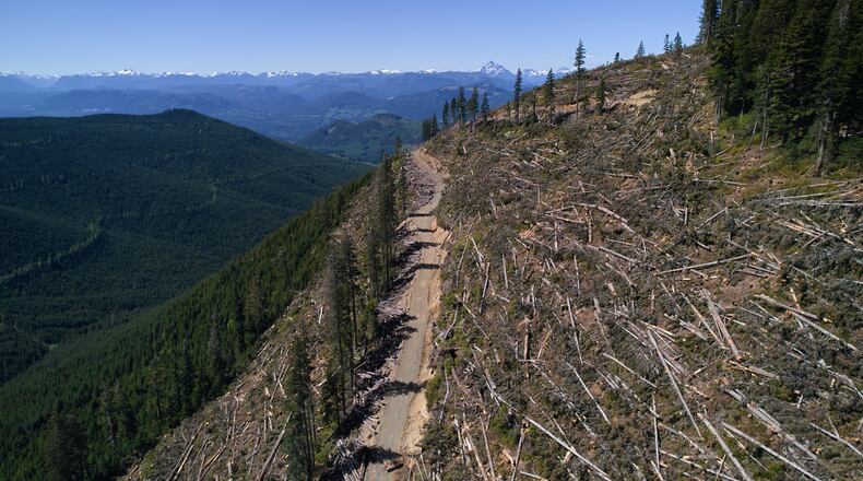 Logged trees lie in a section of the Prince of Wales Range near Campbell River, British Columbia, Sunday, May 31, 2026. (AP Photo/Annika Hammerschlag)