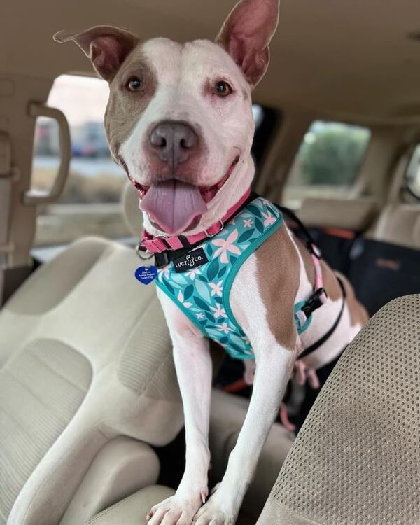 Vienna is this week's pet of the week from the folks at Lifeline Animal Project.