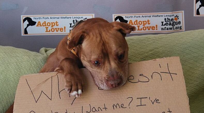 Photo credit: Facebook/North Fork Animal Welfare League