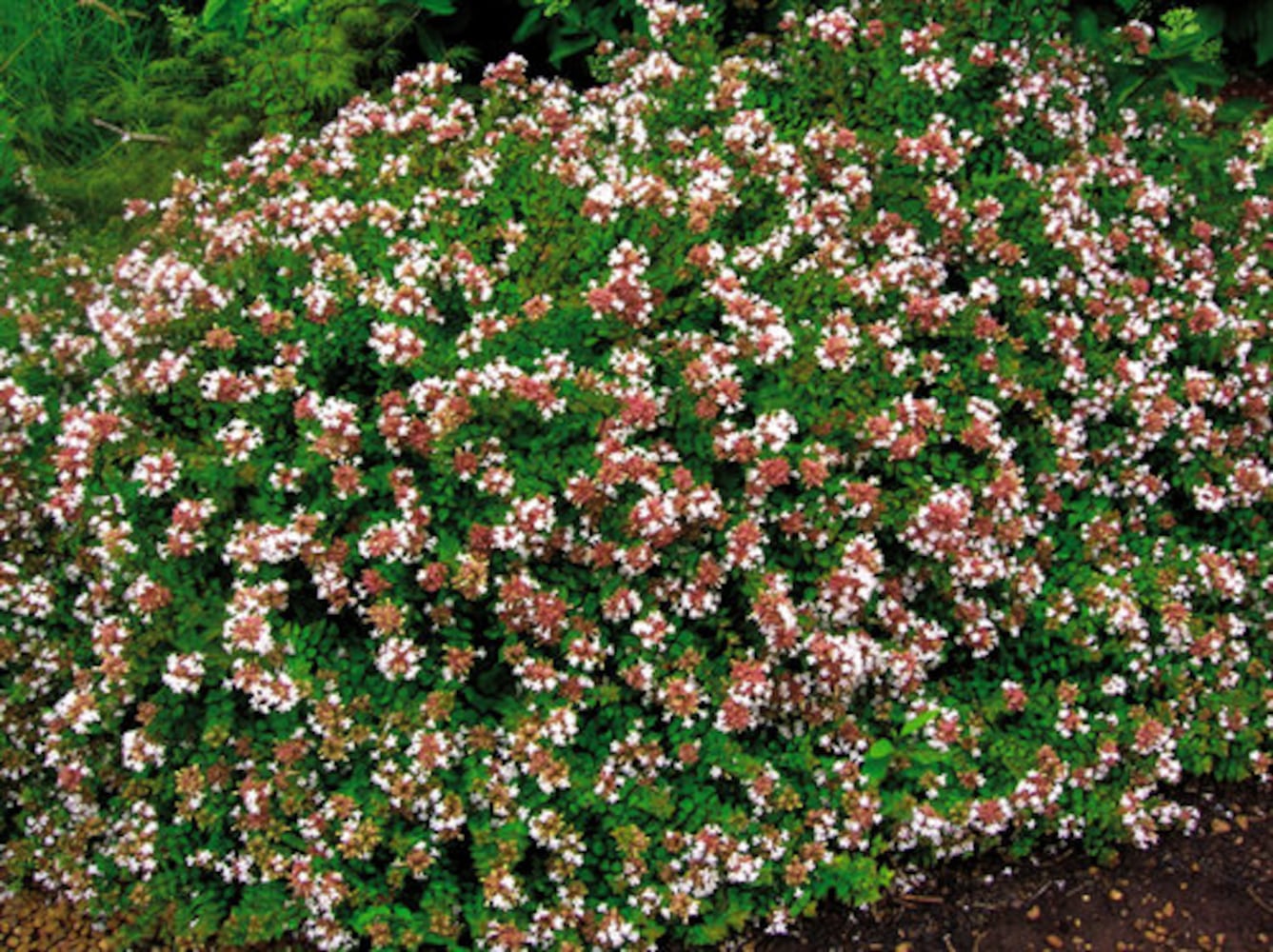 Easy' plants for Southern gardens