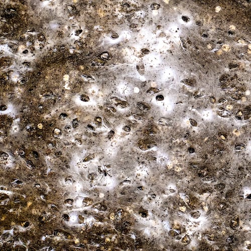 An undated image shows spider webs on a wall in Sulfur Cave, on the Greek-Albanian border. (Istvan Urak via AP)