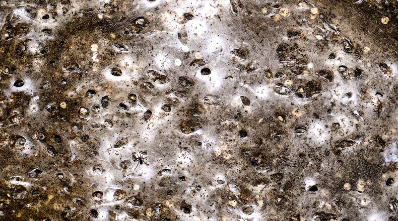 An undated image shows spider webs on a wall in Sulfur Cave, on the Greek-Albanian border. (Istvan Urak via AP)