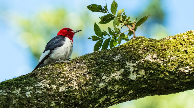 A red-headed woodpecker is spotted in Decatur, GA. (Courtesy of Susan Berthelot/Birds Georgia Photographers network)