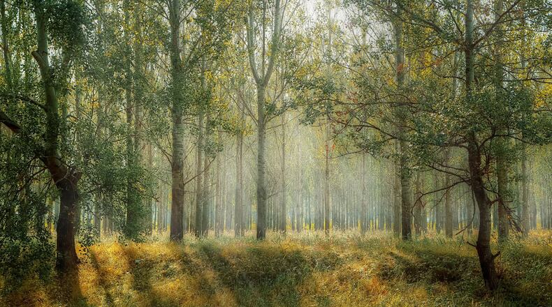 Scientist say that planting more than a trillion trees across the planet could help solve the impending climate change disaster by capturing tons of carbon, the worst heat-trapping, gas in the atmosphere.