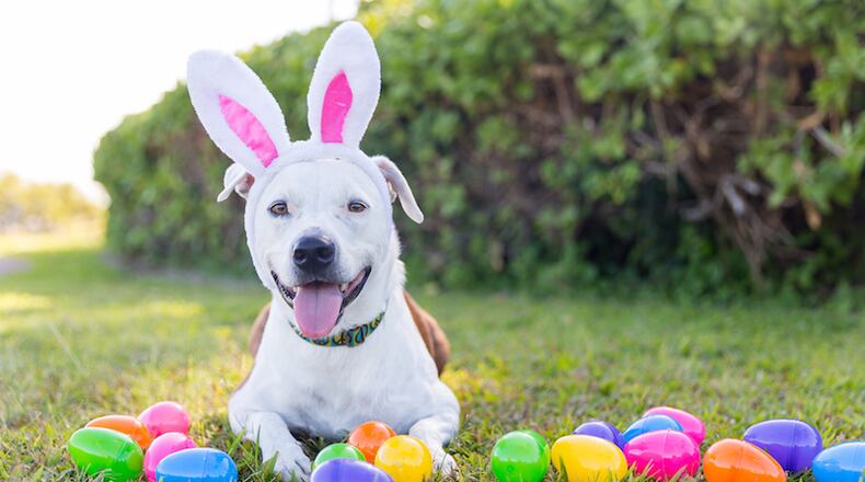 The Gwinnett animal shelter will host an adoption egg-stravaganza April 20. (File Photo)