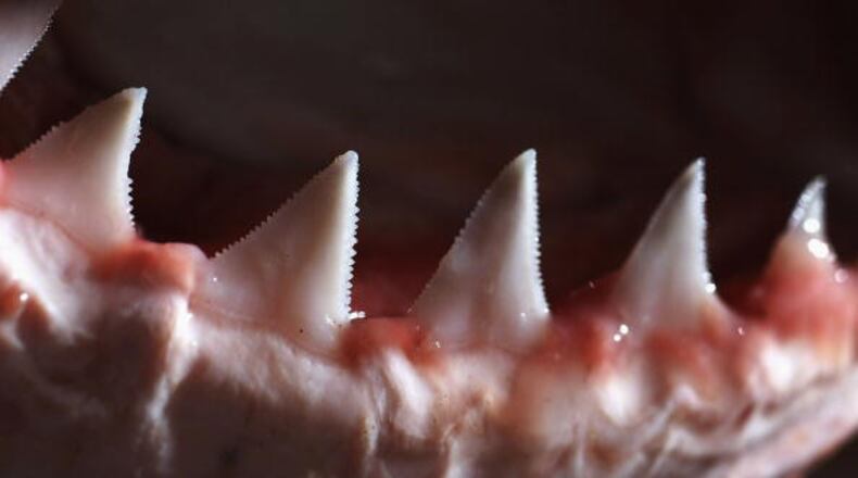 File photo. (Photo by Ian Waldie/Getty Images)