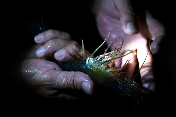 Bowers shrimp hatchery manager Kim Page holds a broodstock shrimp, Wednesday, April 9, 2025, in Palacios, Texas. (AP Photo/Eric Gay)