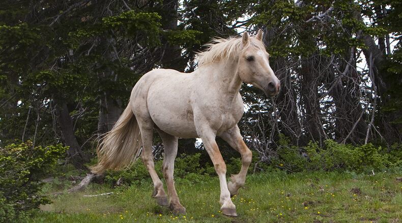 Stock photo of a horse.