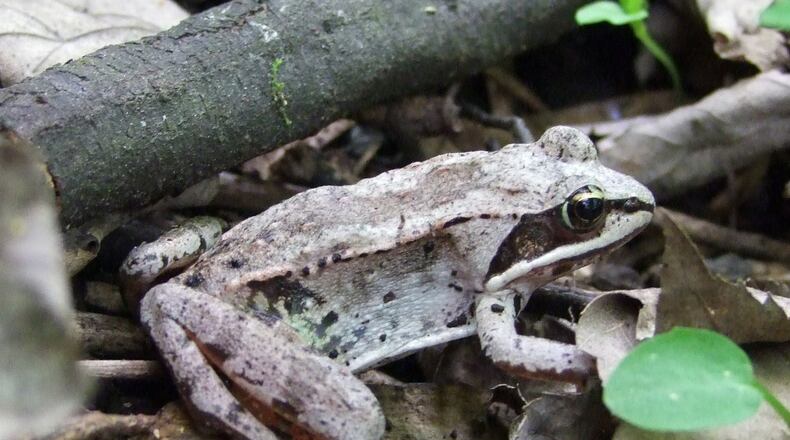The wood frog, characterized by a black mask that extends backward from the eye, suddenly appears for a few days in January and February in North Georgia to breed in temporary ponds, and then disappears again. W-VAN/CREATIVE COMMONS/WIKIPEDIA