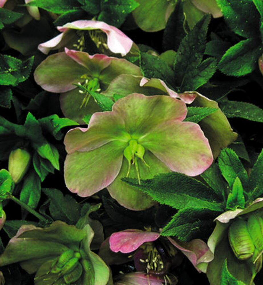 Easy' plants for Southern gardens