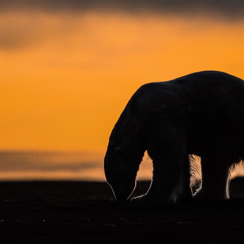 This photo provided by Roger MacKertich shows a polar bear on a barrier island Sept. 18, 2019, near Kaktovik, Alaska. (Roger MacKertich via AP)