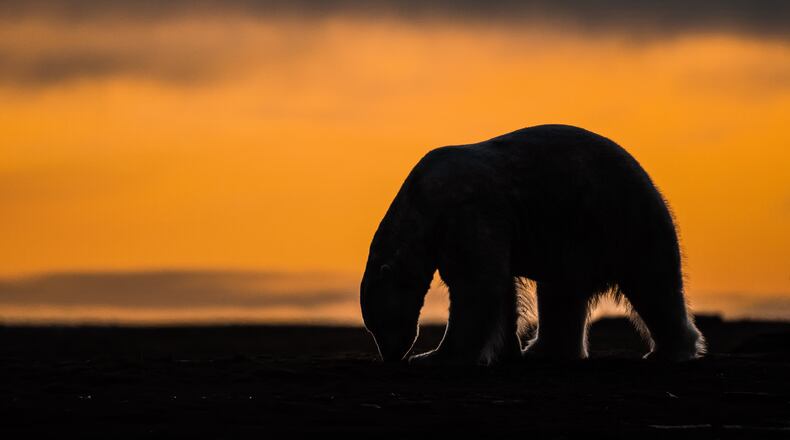 This photo provided by Roger MacKertich shows a polar bear on a barrier island Sept. 18, 2019, near Kaktovik, Alaska. (Roger MacKertich via AP)