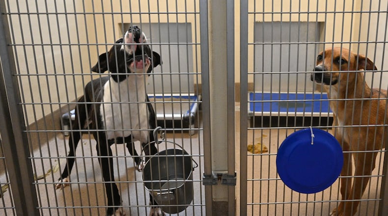 Dogs are held as poops are shown in the cages at the Dekalb County Animal Services, Thursday, October 5, 2023, in Chamblee. The DeKalb shelter is run by a nonprofit contractor, Lifeline. But lately, severe overcrowding has led to higher euthanasia rates and urgent pleas for people to adopt or foster to get dogs out of the shelter. (Hyosub Shin / Hyosub.Shin@ajc.com)