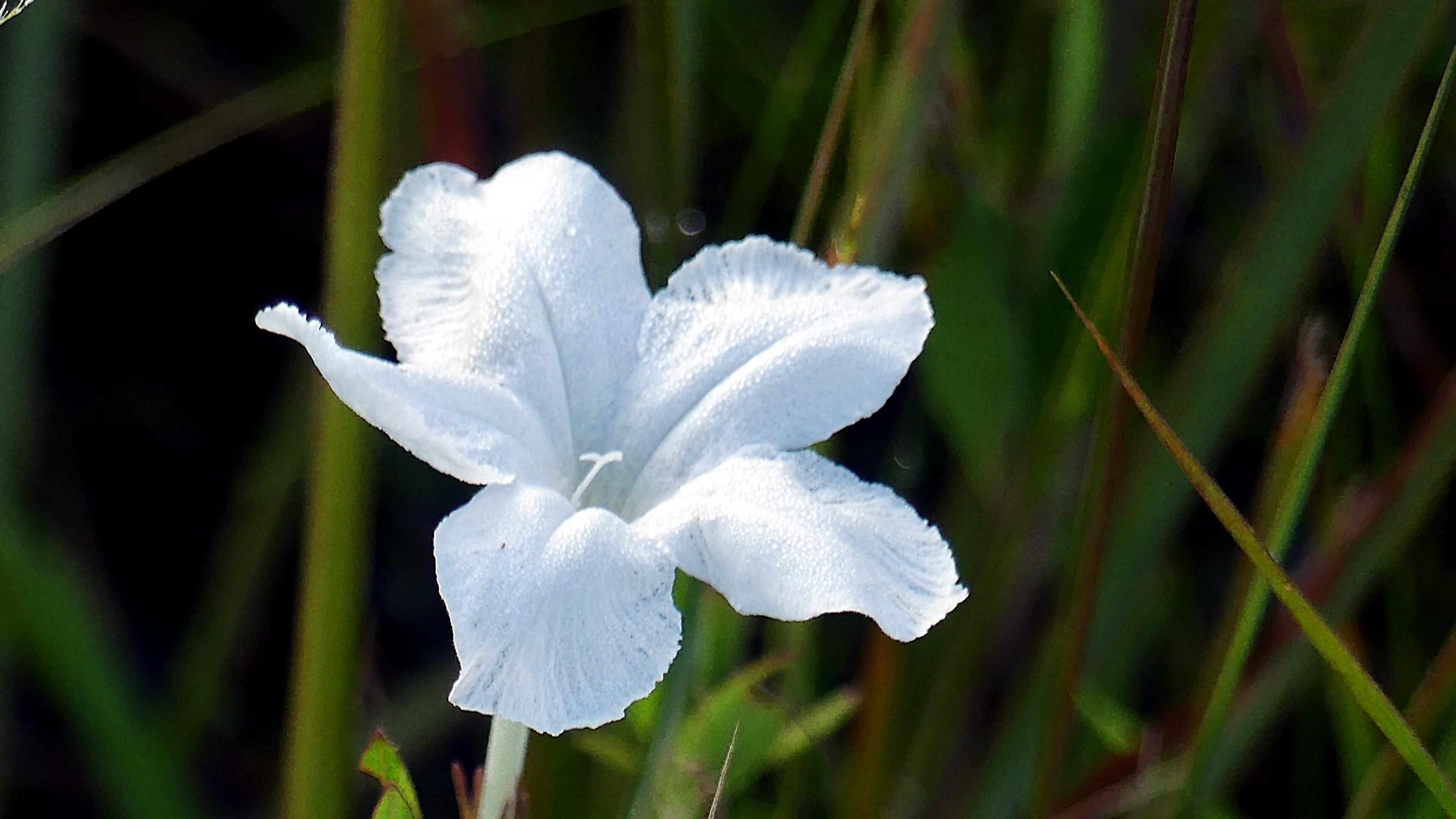 The night-flowering wild petunia is one of Georgia's rarest and strangest plants. It fully blooms for one night only. By midmorning the next day, it shrivels up and falls off its stem. (Courtesy of Charles Seabrook)