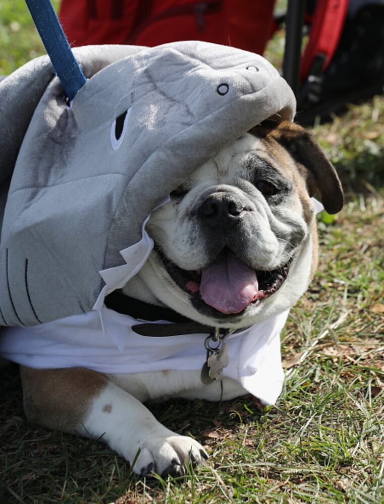 Photos: Dogs put on their HOWLoween best for Barkfest