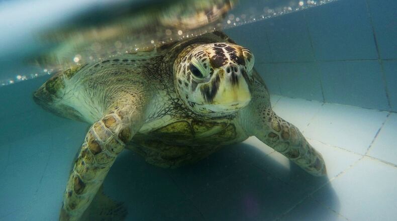 In this March 3 photo, the female green green turtle nicknamed "Bank" swims in a pool at Sea Turtle Conservation Center in Chonburi Province, Thailand. The 25-year-old sea turtle in Thailand who swallowed nearly a thousand coins tossed by tourists seeking good luck died March 21, two weeks after having surgery to remove the coins from its stomach. (AP Photo/Sakchai Lalit)