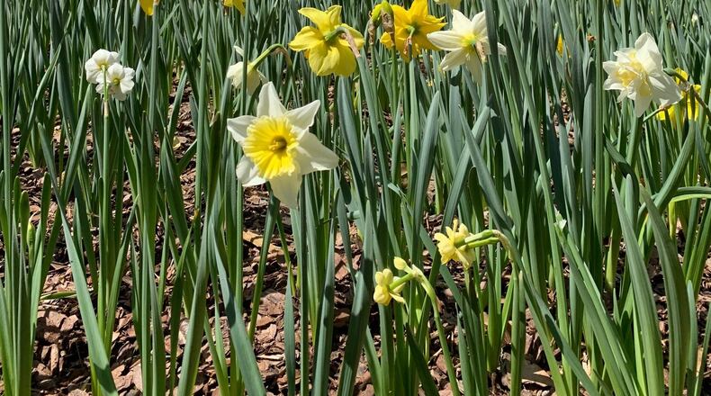 More than 10,000 daffodil blooms surround sculptures at Smith-Gilbert Gardens in Kennesaw during the new Art Blooms exhibition in April and May. (Courtesy of Kennesaw)