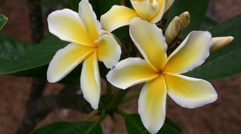 The flowers of plumeria are seductively fragrant. If you save some eight-inch “sticks” when you prune, you can pot those and give rooted plants to friends for Christmas. PHOTO CREDIT: Walter Reeves