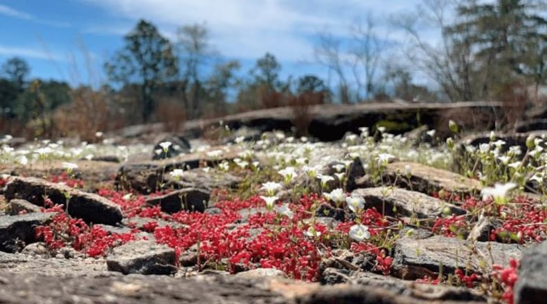 Comments are requested by DeKalb officials from 6-8 p.m. April 26 at Stonecrest Library, 3123 Klondike Road, Stonecrest about suggested improvements for the Davidson-Arabia Mountain Nature Preserve in Stonecrest. (Courtesy of DeKalb County)