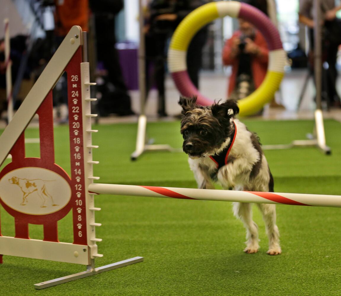 Mixed breeds at Westminster Kennel Club