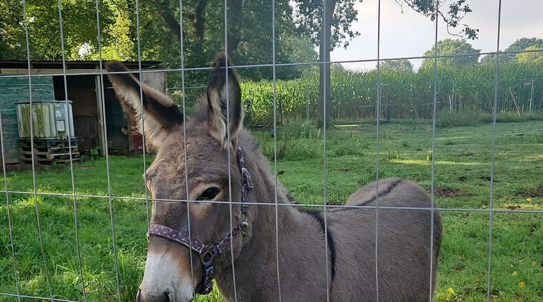 This photo released by the Cuxhaven Police Department shows a donkey named Freddy in its enclosure in Holssel near Cuxhaven, Germany, Friday, Aug. 21, 2026. (Polizei Cuxhaven via AP)
