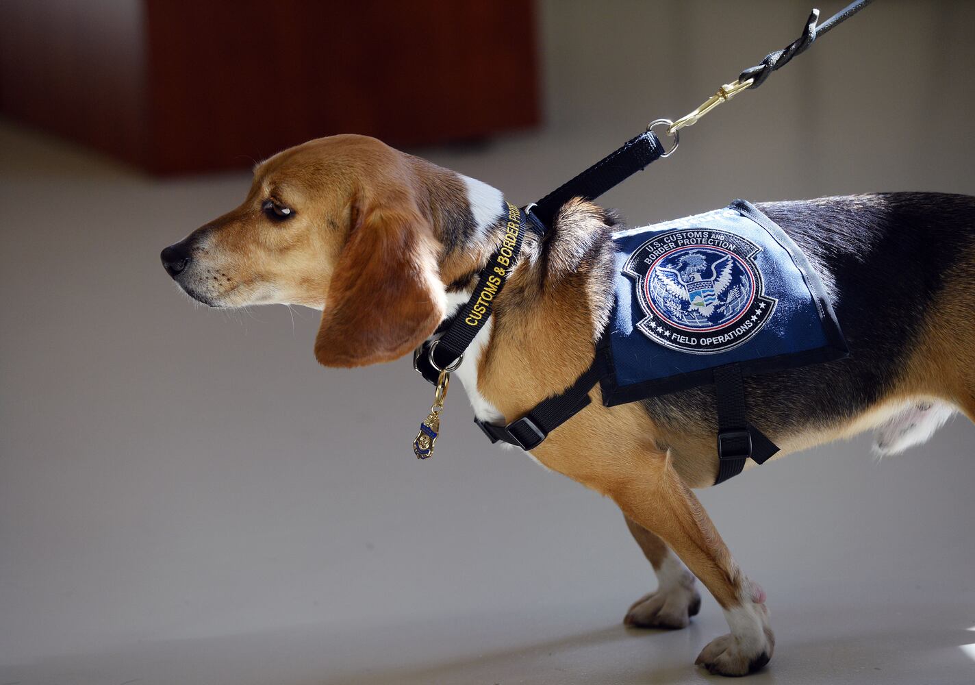 Murray the beagle