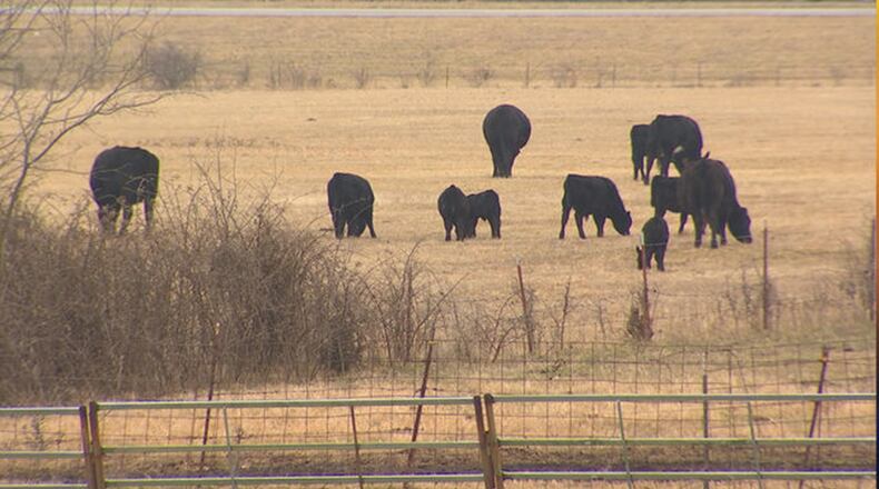 A woman says 107 cattle were stolen after being lured out through a gap in a fence.