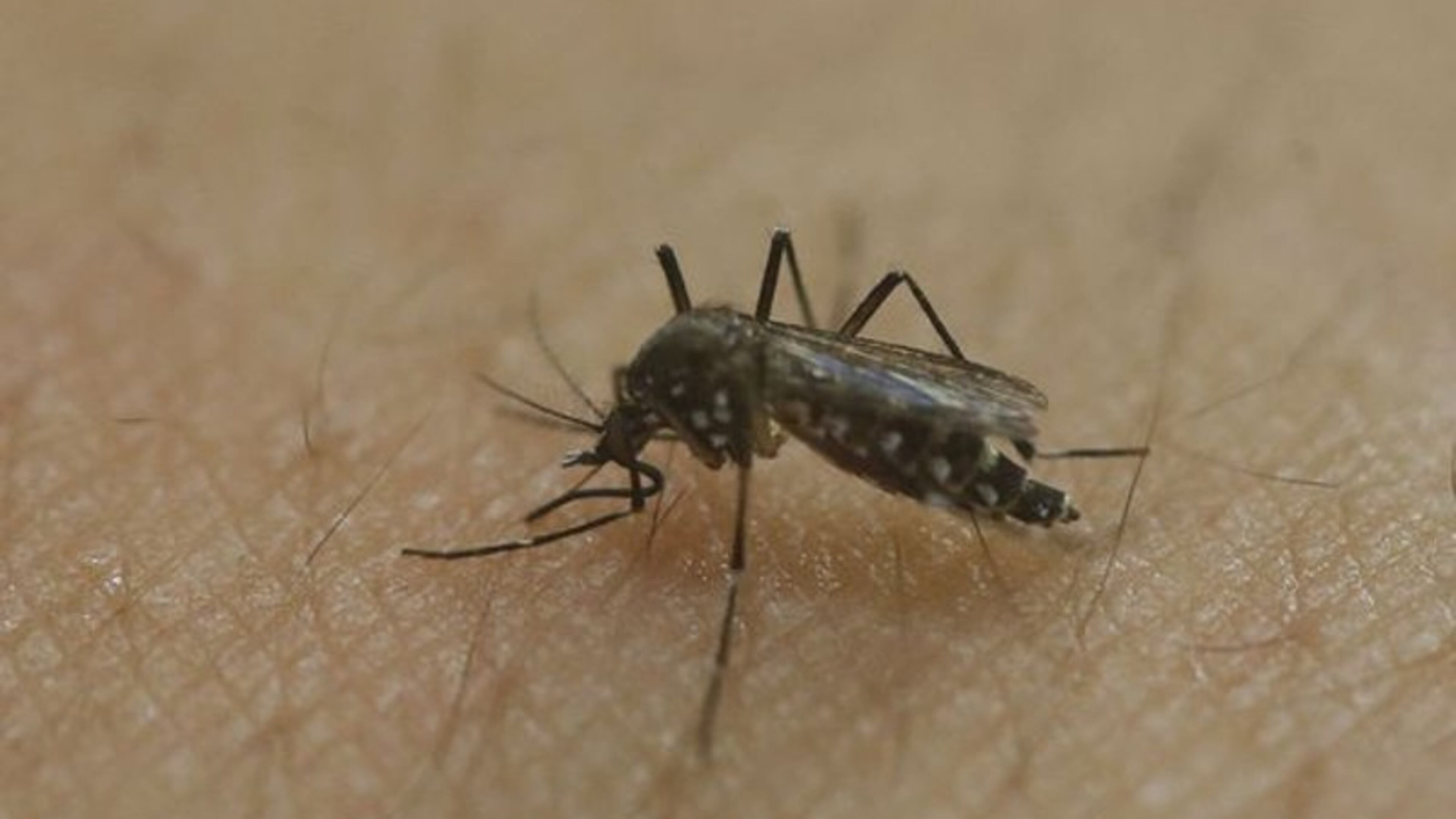 Two mosquito traps have tested positive for West Nile virus in Fulton County, public health officials said. (AJC File)
