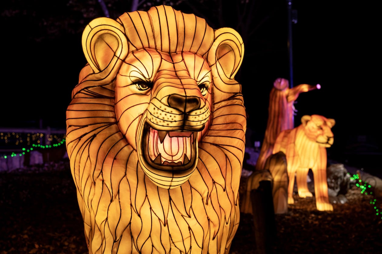 Lanterns of exotic animals are viewable on a trail throughout Zoo Atlanta through Jan. 18. (Courtesy of Zoo Atlanta)