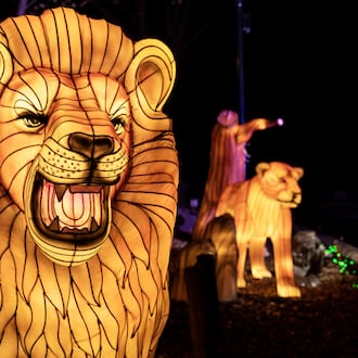 Lanterns of exotic animals are viewable on a trail throughout Zoo Atlanta through Jan. 18. (Courtesy of Zoo Atlanta)