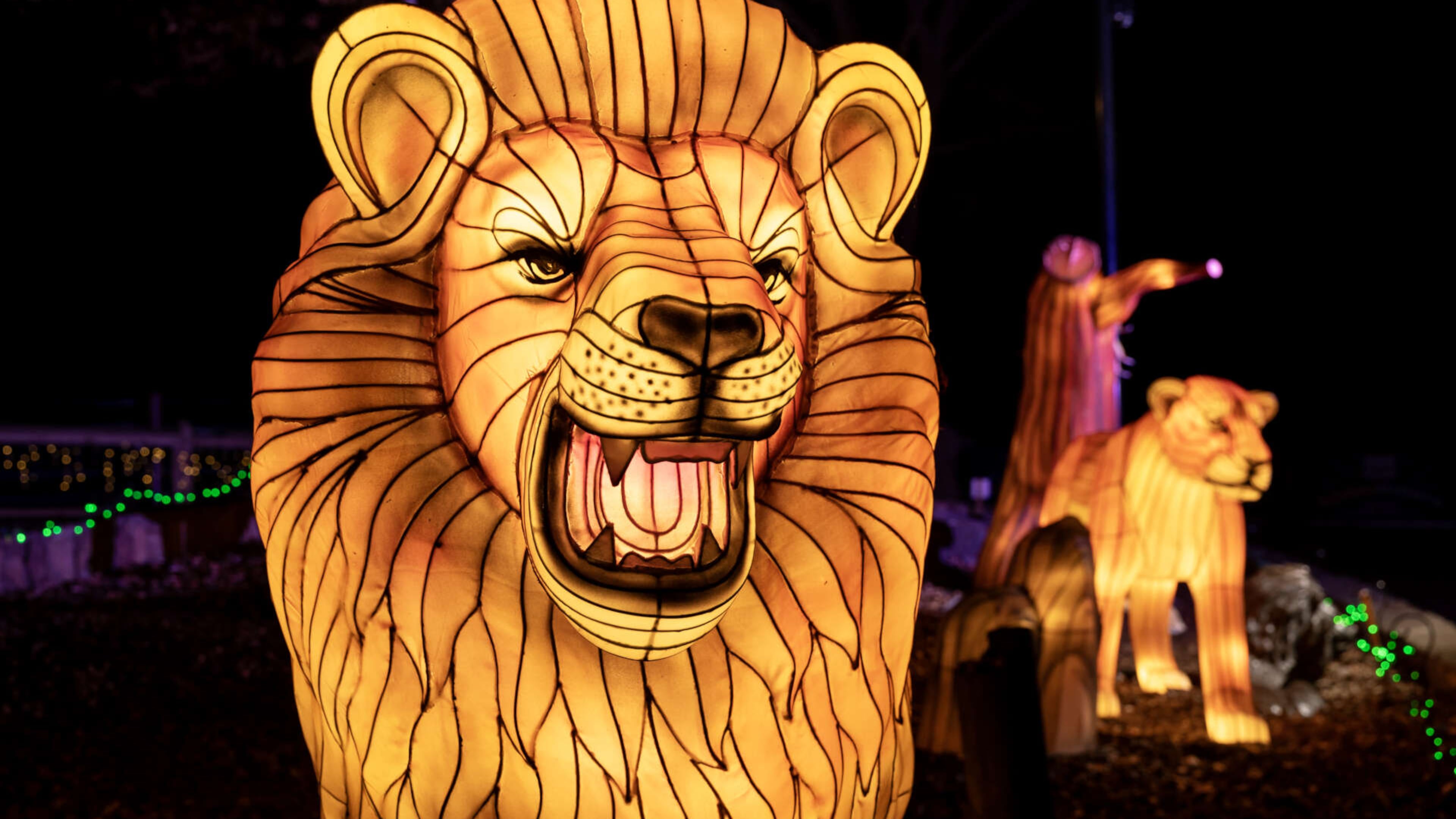 Lanterns of exotic animals are viewable on a trail throughout Zoo Atlanta through Jan. 18. (Courtesy of Zoo Atlanta)