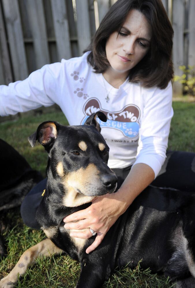 Lazarus the dog that wouldn't die