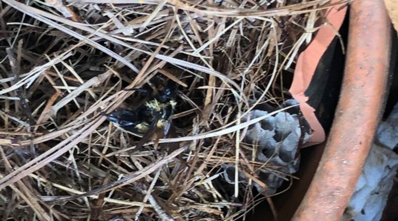 The creature partially hidden by straw is not a carpenter bee; rather, it is a bumblebee. Some bumblebees are aggressive, so give them space while you determine if you can coexist with them. (Courtesy of Bill Powers)