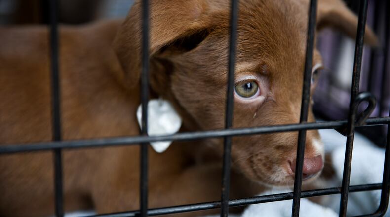 St. Thomas puppy Kimberly is seen in a dog crate at Palm Beach International Airport on Tuesday, February 27, 2018. A plane carrying 138 cats and dogs from the hurricane-devastated islands of St. Thomas and St. Johns landed in West Palm Beach on Tuesday, where Big Dog Ranch Rescue and other animal shelters were on hand to receive the pets. (Andres Leiva / The Palm Beach Post)