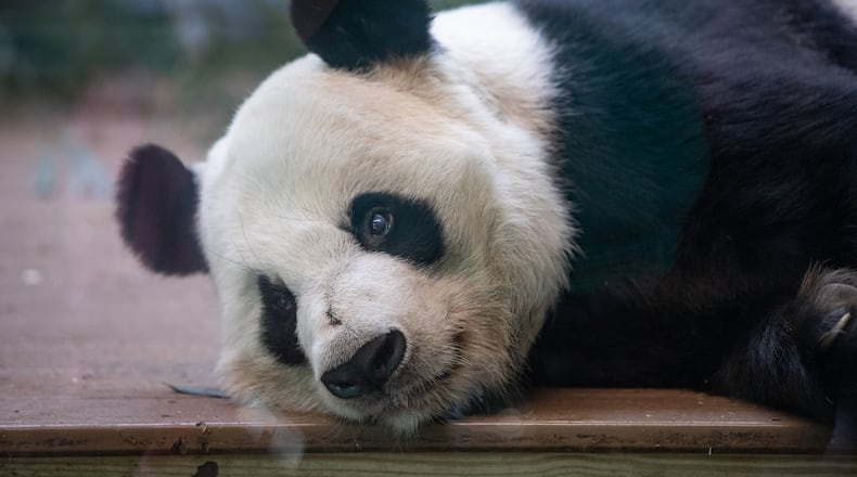 Yang Yang relaxes during Zoo Atlanta’s Farewell Visit with the giant pandas Saturday, Oct 5, 2024.  (Jenni Girtman for The Atlanta Journal-Constitution)