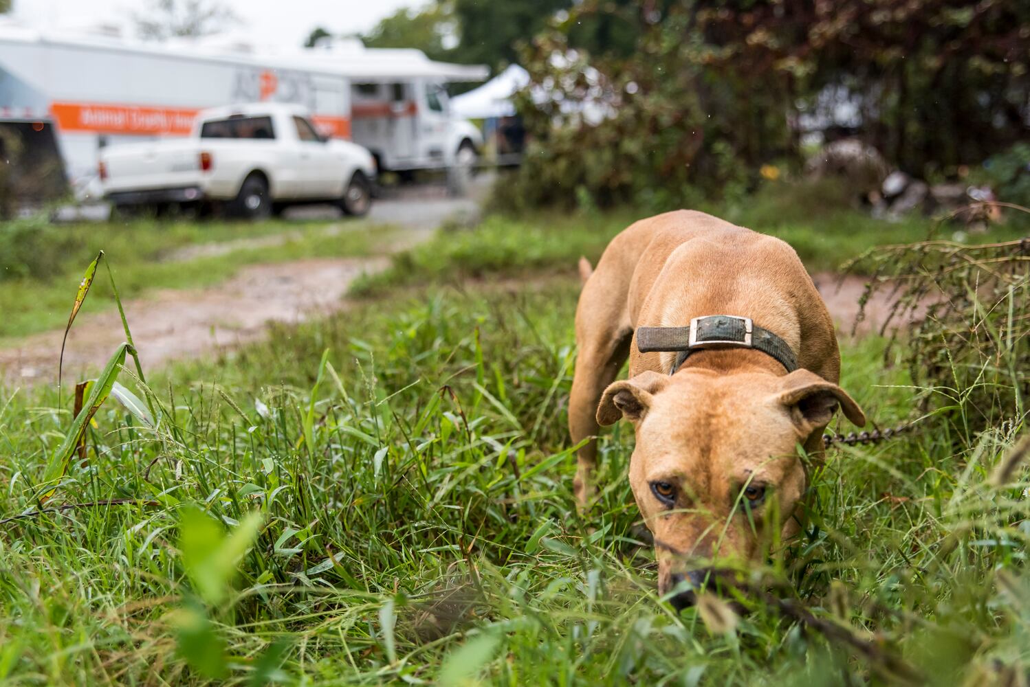 23 dogs seized from suspected Huntersville dog fighting incident