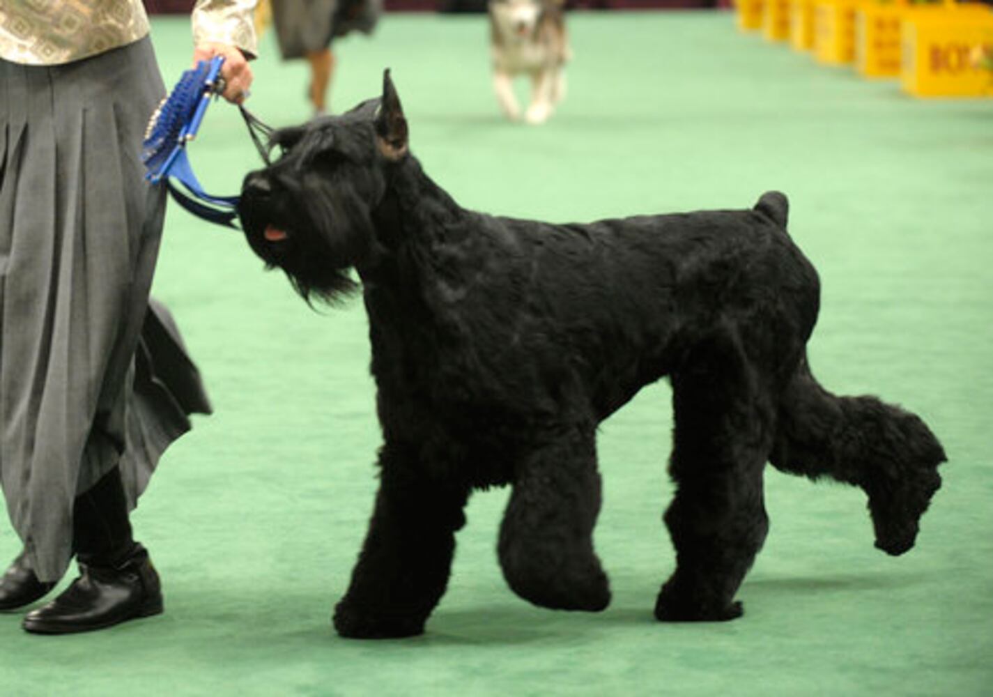 Westminster Dog Show finalists