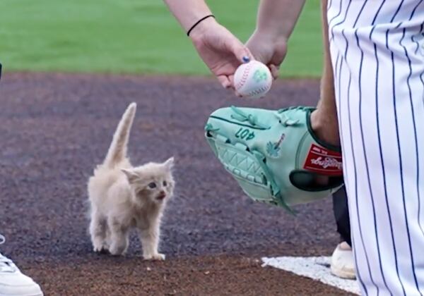 ChipPurr Jones in action. (Screenshot via @Gwinnett Stripers/X)