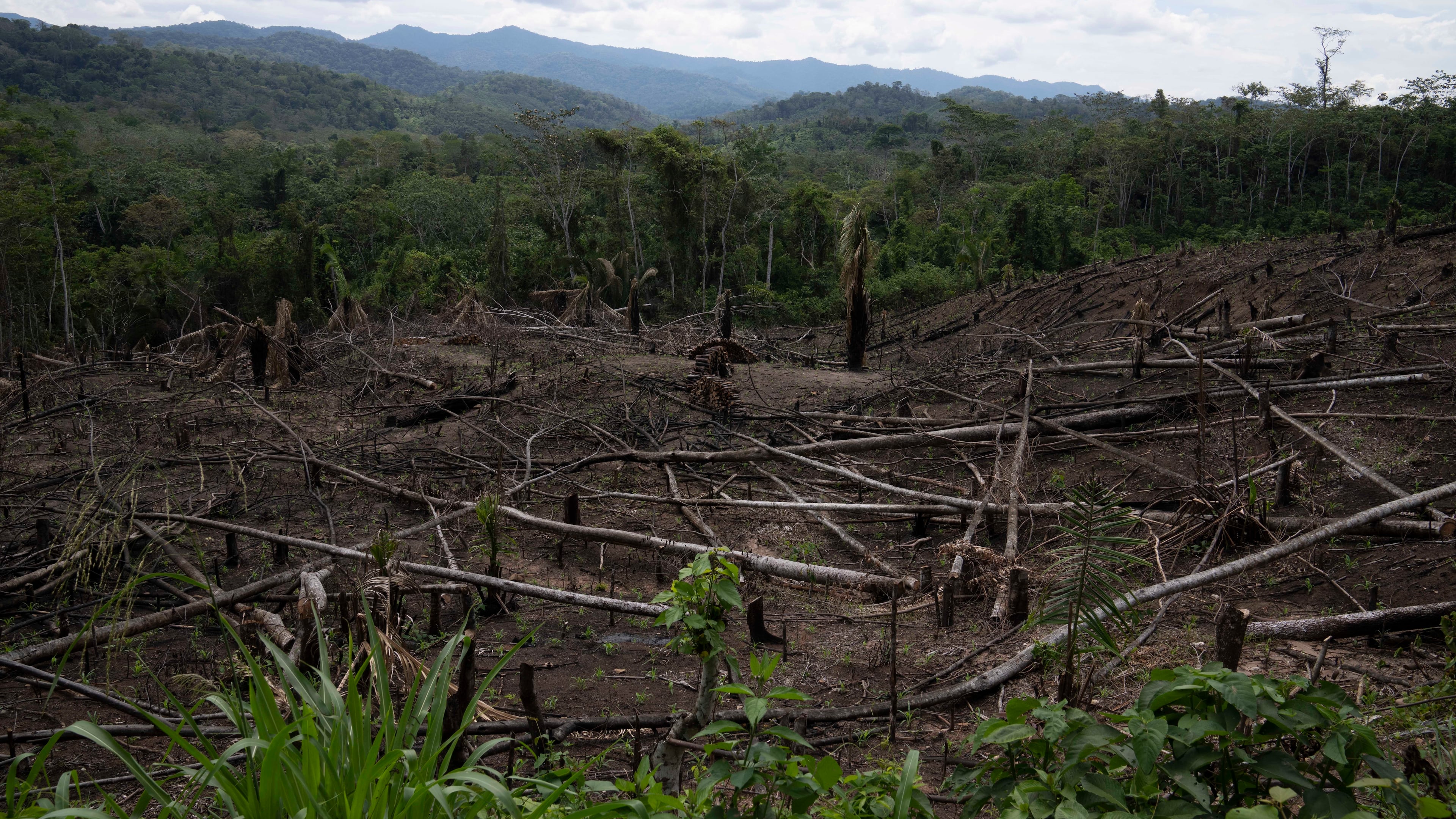 FILE - Cut down trees lie within view of the Cordillera Azul National Park, seen in the background near Chambira community, in Peru's Amazon, Oct. 3, 2022. (AP Photo/Martin Mejia, File)
